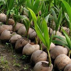 Young Coconuts