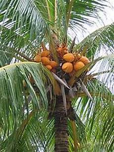 Young Coconuts