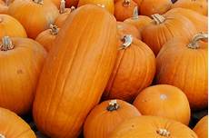Youngs Artificial Pumpkins