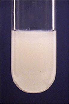 Zinc Sulfate