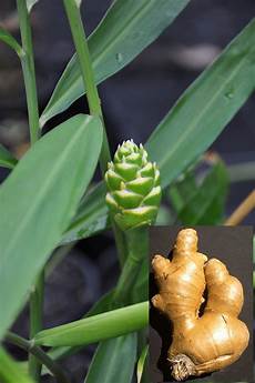 Zingiber Officinale