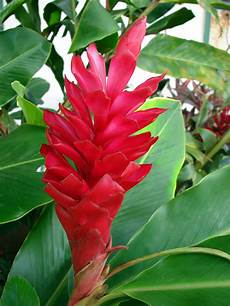 Zingiber Officinale