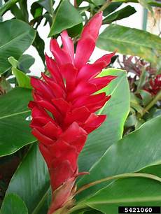 Zingiber Officinale