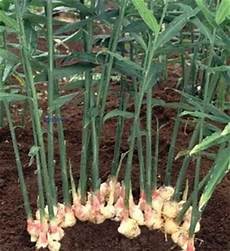 Zingiber Officinale