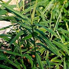 Zingiber Officinale